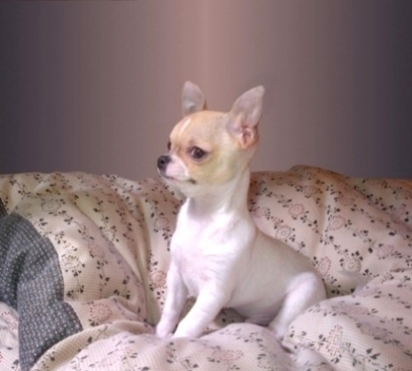 le prix d'un chihuahua est fixé fonction de ses qualités