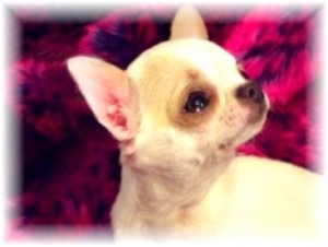 chiot chihuahua né à l'élevage de nottingley spécialiste de l'élevage de chiot chihuahua poil court de petit gabarit
