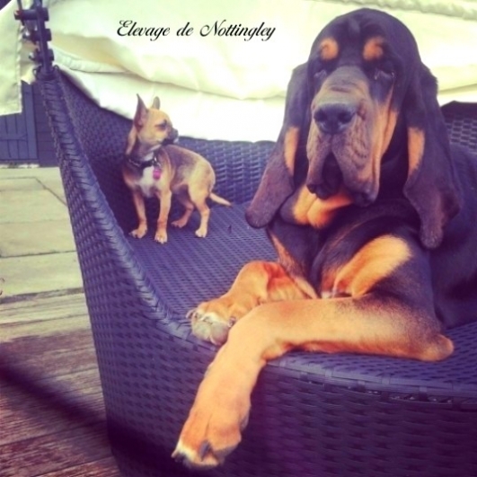 Un chihuahua miniature peut souvent être incompatible avec la vie de tous les jours !!!