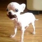 chihuahua miniaturisé à l'extrême (ne provenant pas de notre élevage)