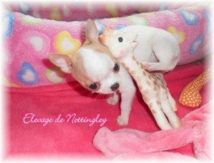 chihuahua miniature élevage de Nottingley