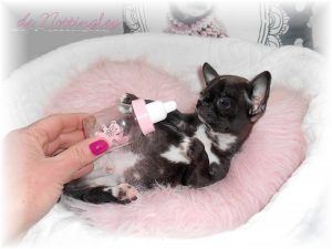 Elevage de Nottingley, chihuahua miniature