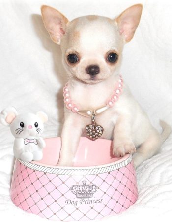 élevage-de-chihuahua tous nos chihuahuas sont élevés avec tendresse et sérieux