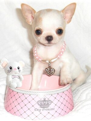 Eleveur de chihuahua, vente de chiot chihuahua LOF ...