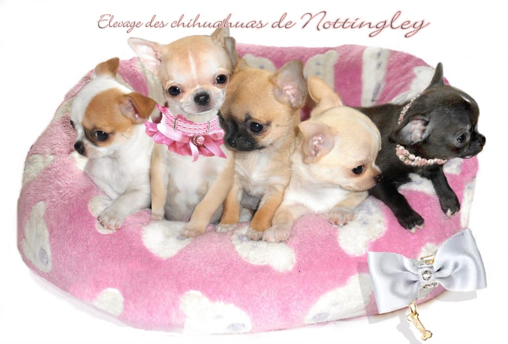 Chiot Chihuahua Miniature Elevage De Chihuahua Mini De Nottingley