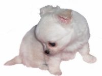 pas de toilettage sur un chihuahua poil court
