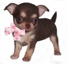 sant-du-chiot-chihuahua