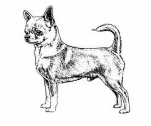 descriptif de la construction parfaite du chien de race chihuahua