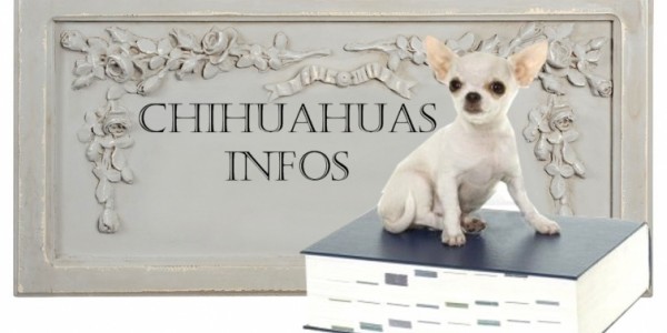 information-chihuahua