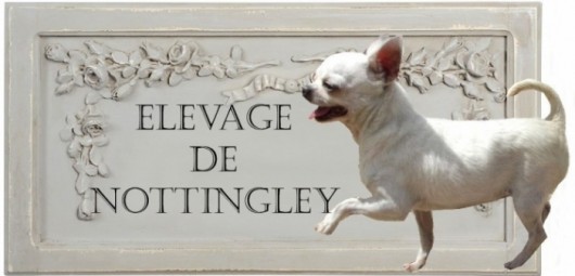 165051--levage-de-chihuahua