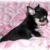 165082-chiot-chihuahua-lof