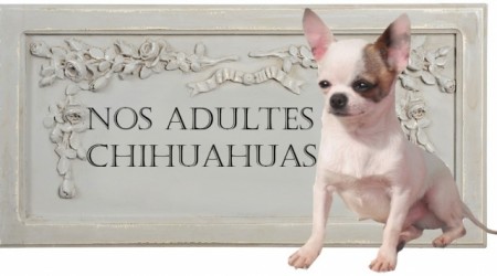 165134-adultes-chihuahuas