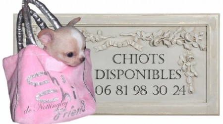 Chiot Chihuahua Chien à Vendre Vente De Chiots