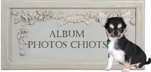 165161-chihuahuas-a-vendre