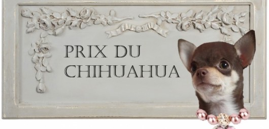 165215-prix-a-leva-du-chihuahua