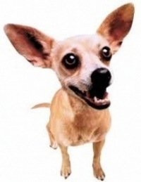 chiot-chihuahua-non-lof