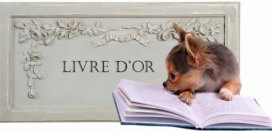 165221-livre-d-or-chihuahua