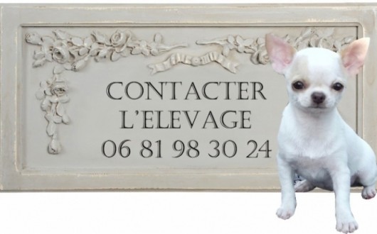 165222-levage-chihuahuas-de-nottingley