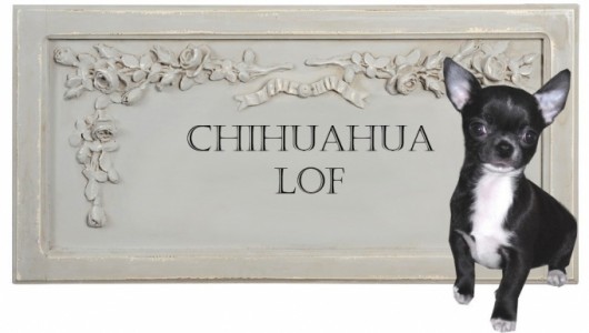 certificat-de-naissance-lof-du-chihuahua