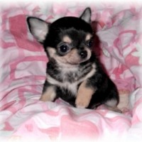 165279-chiot-chihuahua-miniature