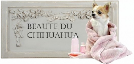 toilettage-du-chihuahua