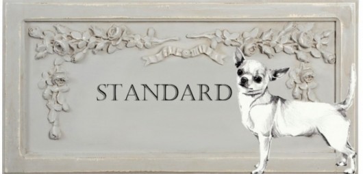 165332-standard-du-chihuahua