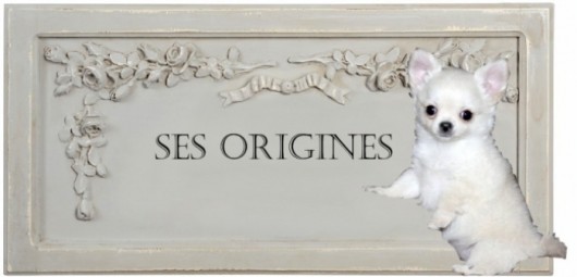 165334-origine-du-chihuahua