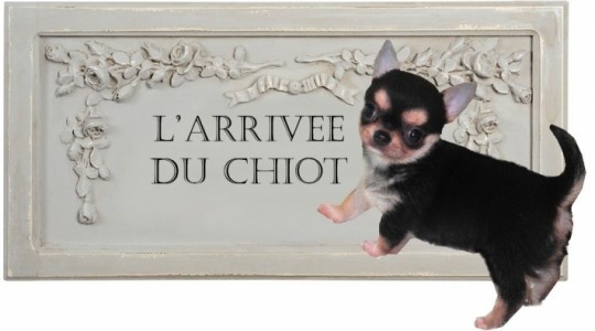 165357-arrivee-chiot-chihuahua-famille