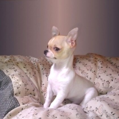 165602-165602-prix-chihuahua-lof le prix d'un chihuahua est fixé fonction de ses qualités