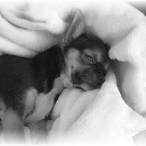165792-caract-re-m-le-chihuahua 165792-caract-re-m-le-chihuahua
