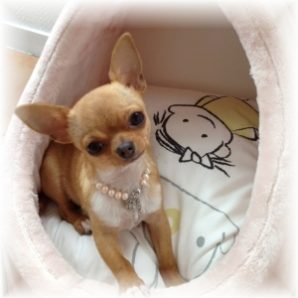 183476-caract-re-de-chiot-chihuahua 183476-caract-re-de-chiot-chihuahua