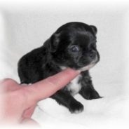 245621-chiot-chihuahua-lof