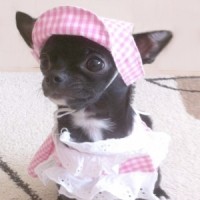 245787-habits-chihuahua 245787-habits-chihuahua
