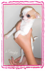 chihuahua de petit gabarit avec une jolie couleur blanche panachée de fauve