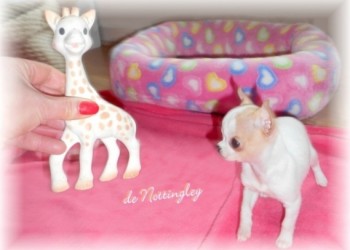 chiot mini chihuahua aussi grand que sa girafe sophie !