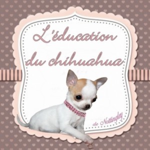 Conseils sur l'éducation de son chihuahua, rendre propre son chiot chihuahua, lui apprendre la marche en laisse, l'ordre couché, assis. Après vingt années d'élevage je vous transmets tout mon savoir sur l'éducation du chiot chihuahua.
