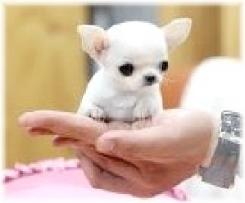 Chiot Chihuahua Miniature élevage De Chihuahua Mini De