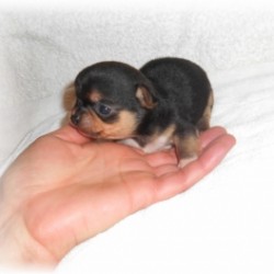 mini chihuahua