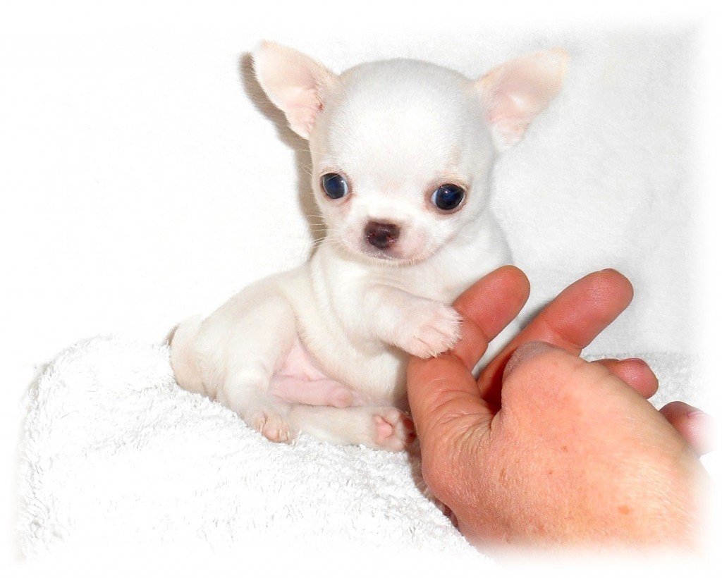 Chiot Chihuahua Miniature Elevage De Chihuahua Mini De Nottingley
