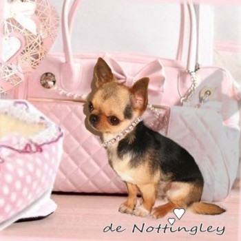 notre petite chihuahua devant son joli sac  de transport rose et son panier rose