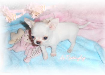 chiot chihuahua de petite taille et de petit poids