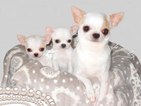 chiot chihuahua miniature