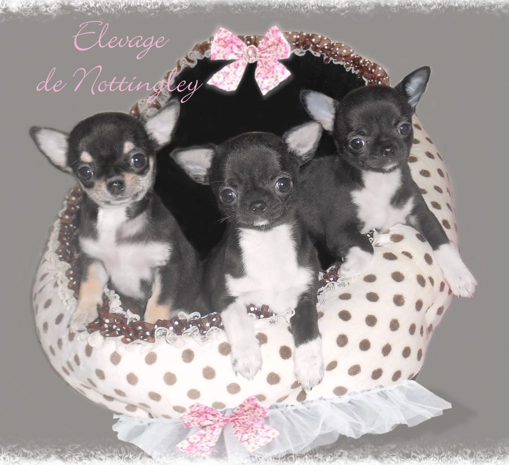 magnifiques chiots chihuahua de notre élevage