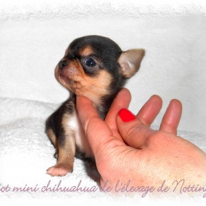 chiot chihuahua miniature