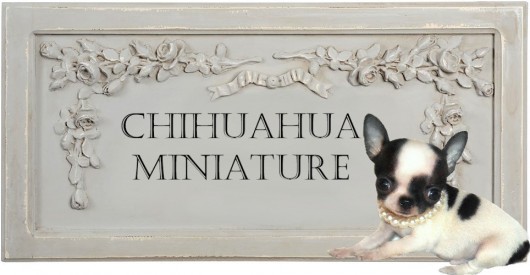 mini-chihuahua-miniature