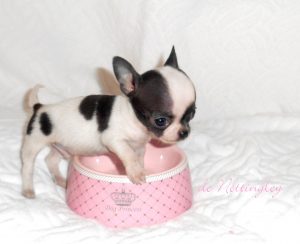 une petite gamelle pour un petit chihuahua