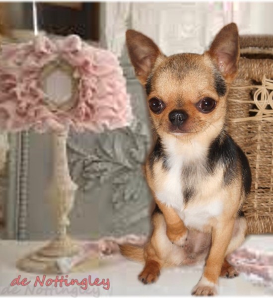 Cette petite chihuahua est très représentative de notre production, une petite tête bien typée et une parfaite construction