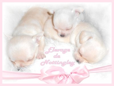 Trois nouveaux nés. Trois petites bouilles mini chihuahua