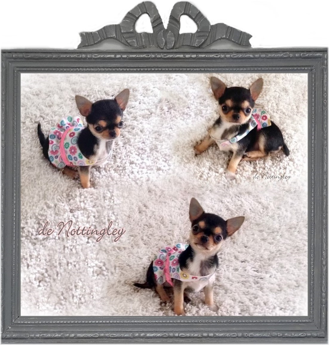 habillé ponctuellement son mini chihuahua