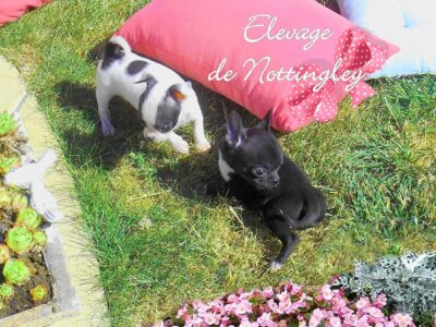 Première sortie dans le jardin  pour les bébés de 7 semaines. Eté 2017